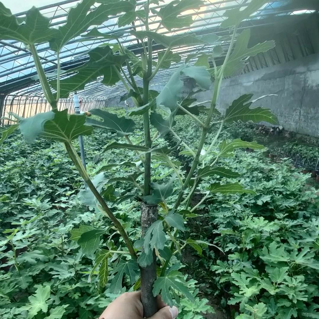 6颗装，原盆原土发货，当年结果