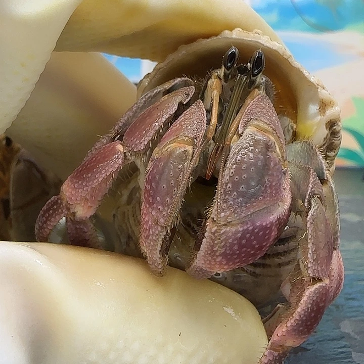 A76灰白2.4cm口径