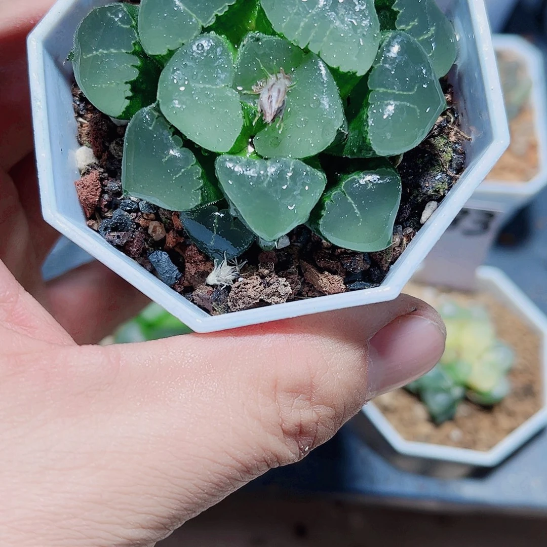 姬翠寿精品十二卷