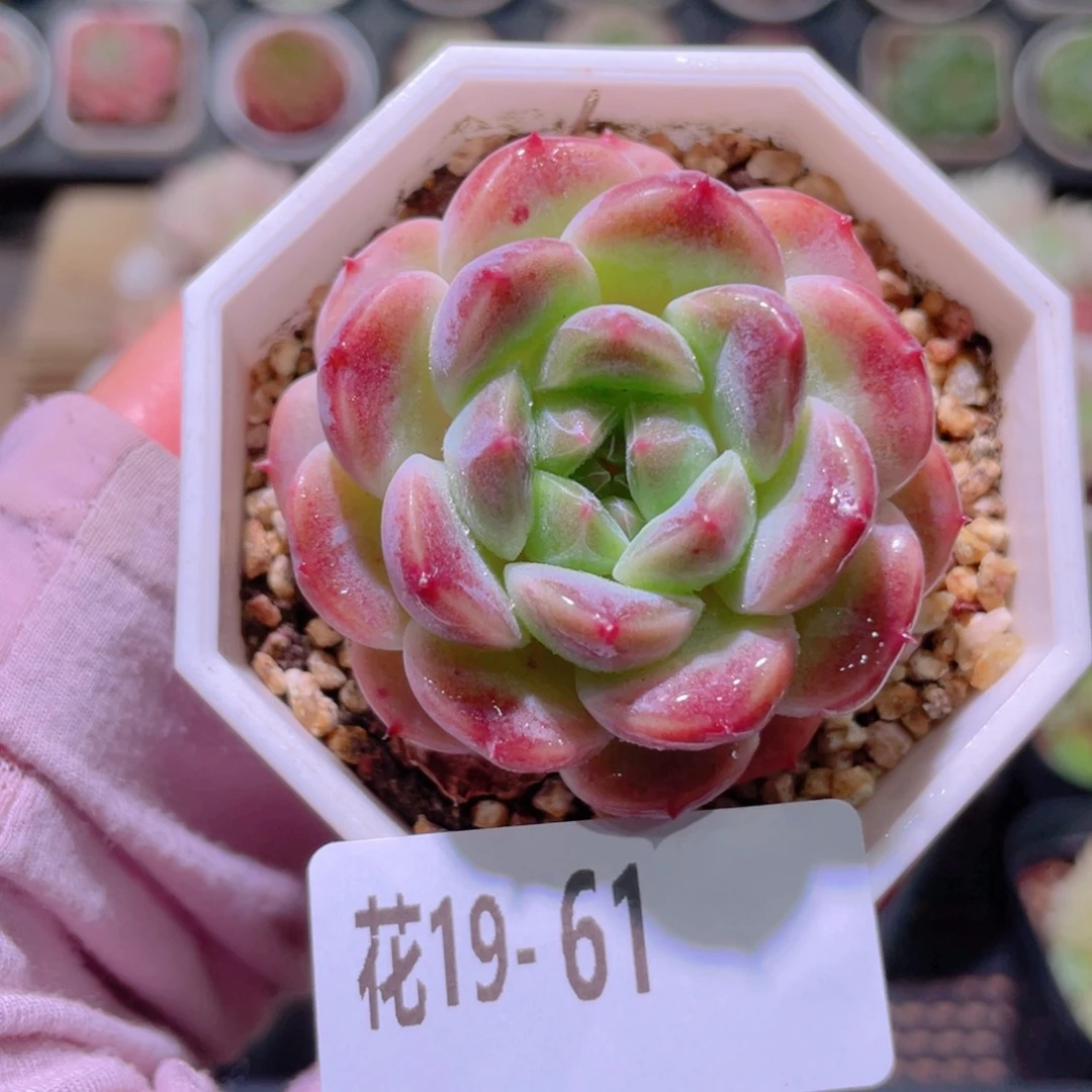 花利美19-61秘境冰魄