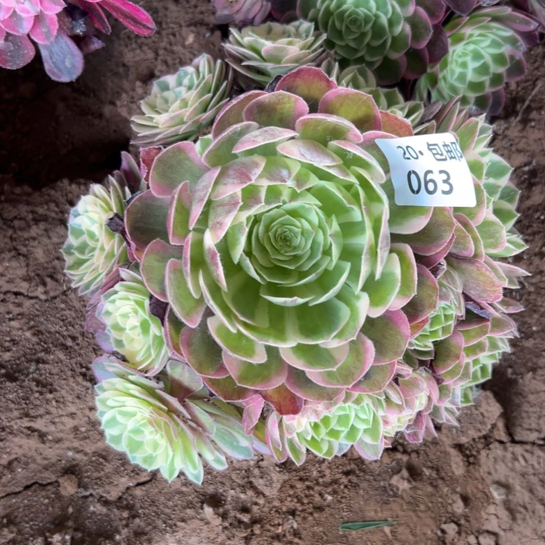 063海王，满20包邮