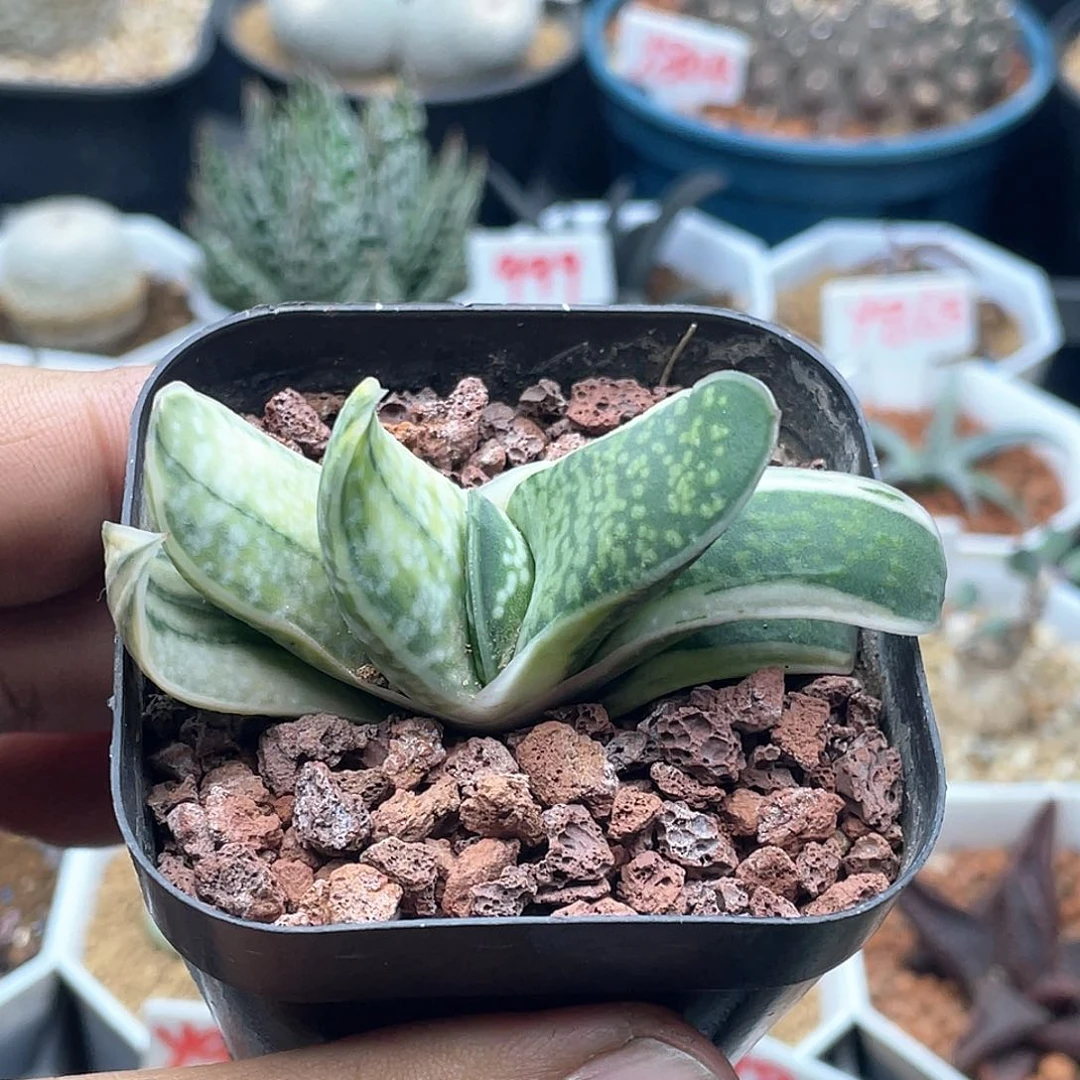 实生卧牛锦 致远多肉