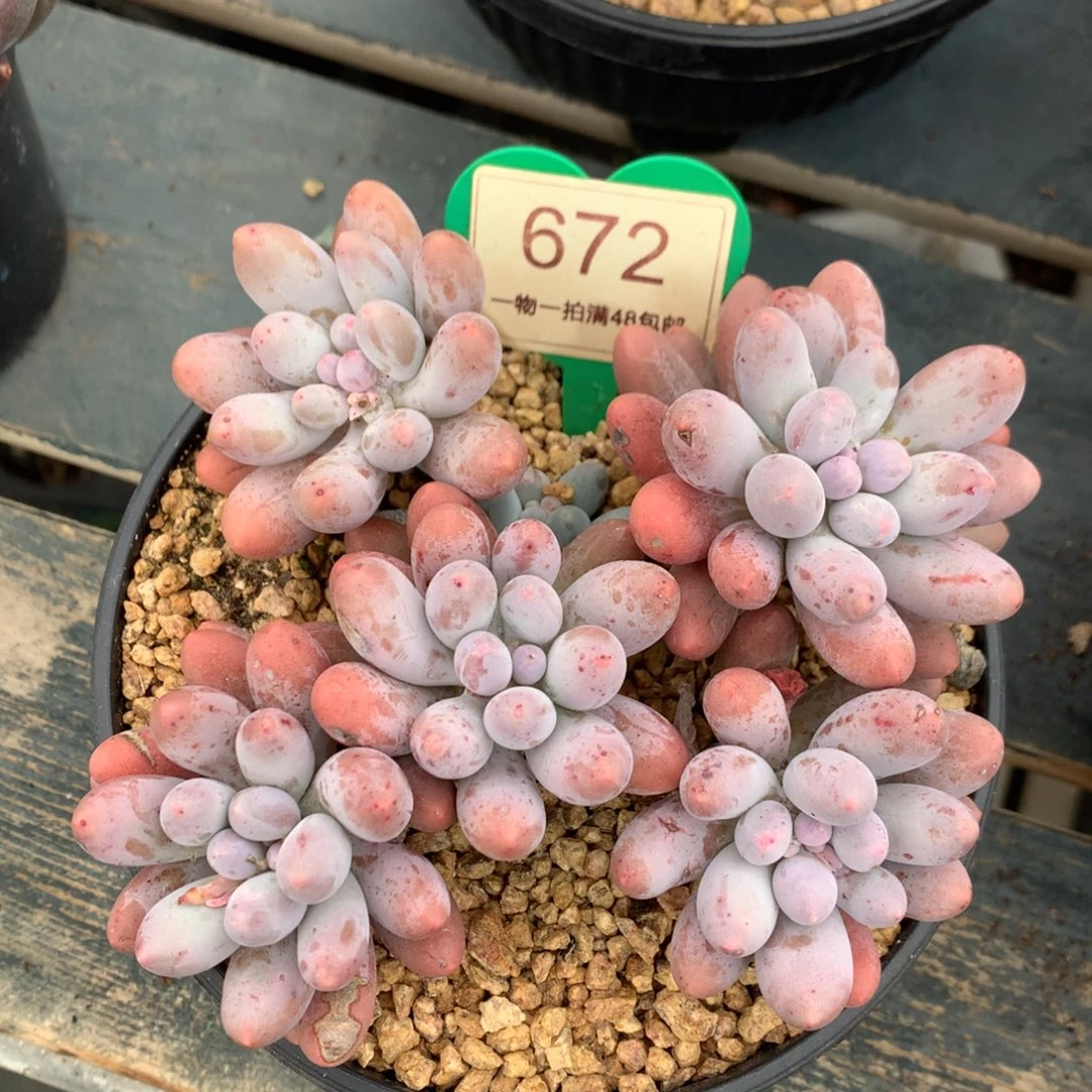 大叶汤圆开播福利672