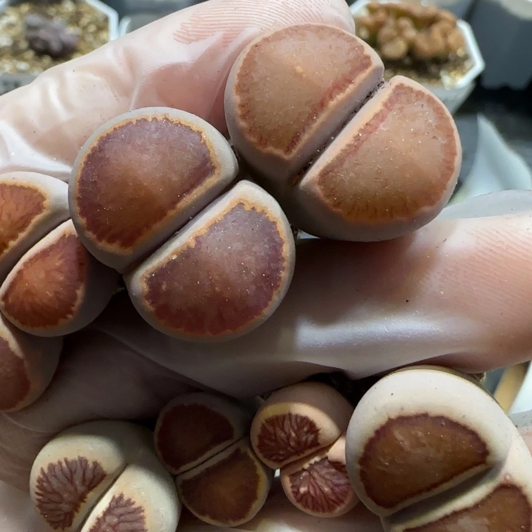 在****灵1.19 福利 红窗菊 6025