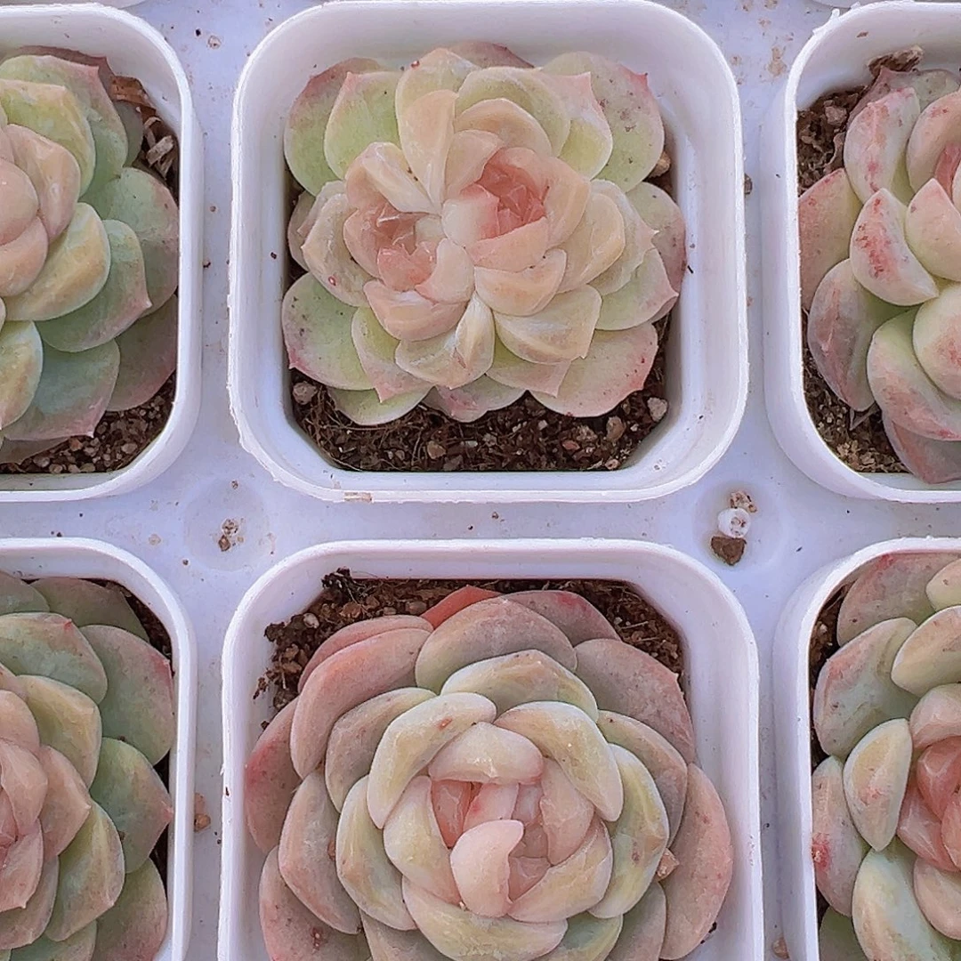 双眼皮组合19包邮多肉