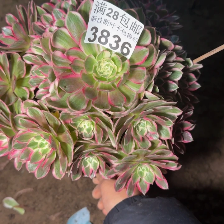 3836孔雀翎多肉植物