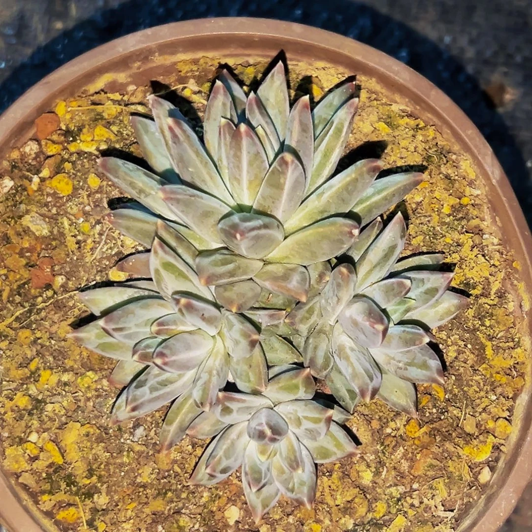 桔云多肉美人精品系列