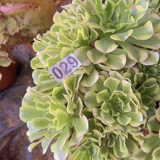 a***店多肉植物一个绿豆沙