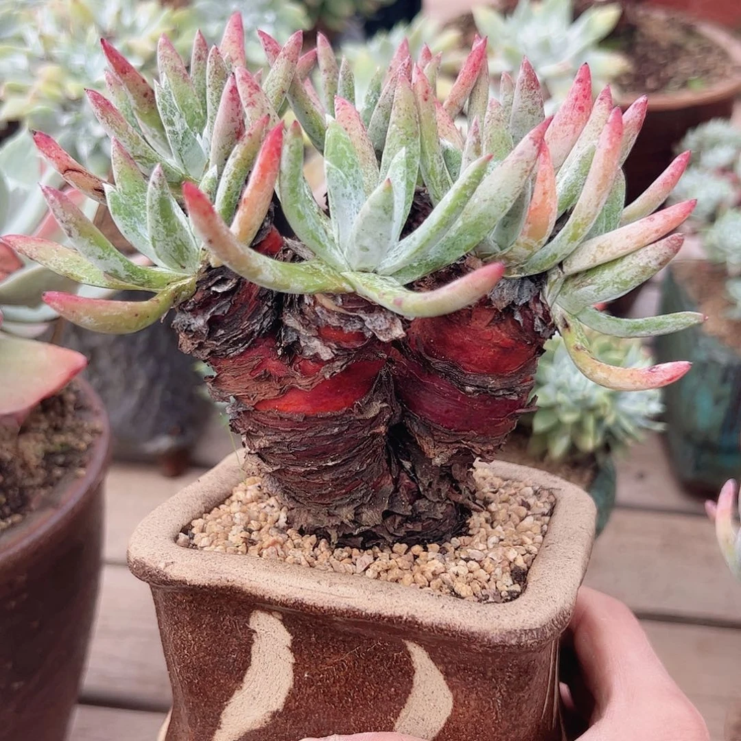 3356海瑟仙女杯多肉