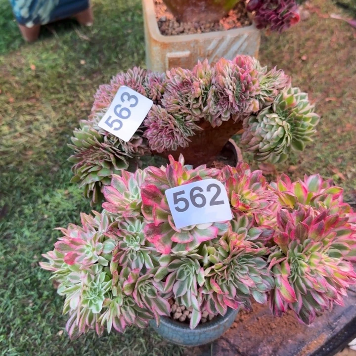 子***秋荔枝倾城法师缀化562.563