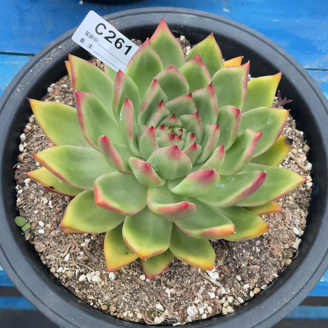 若如东云单拍C261