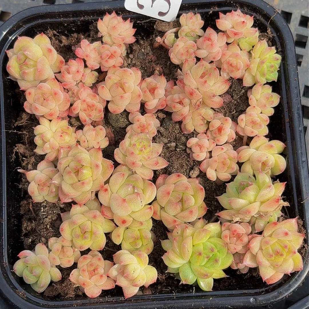 多肉植物多肉植物334