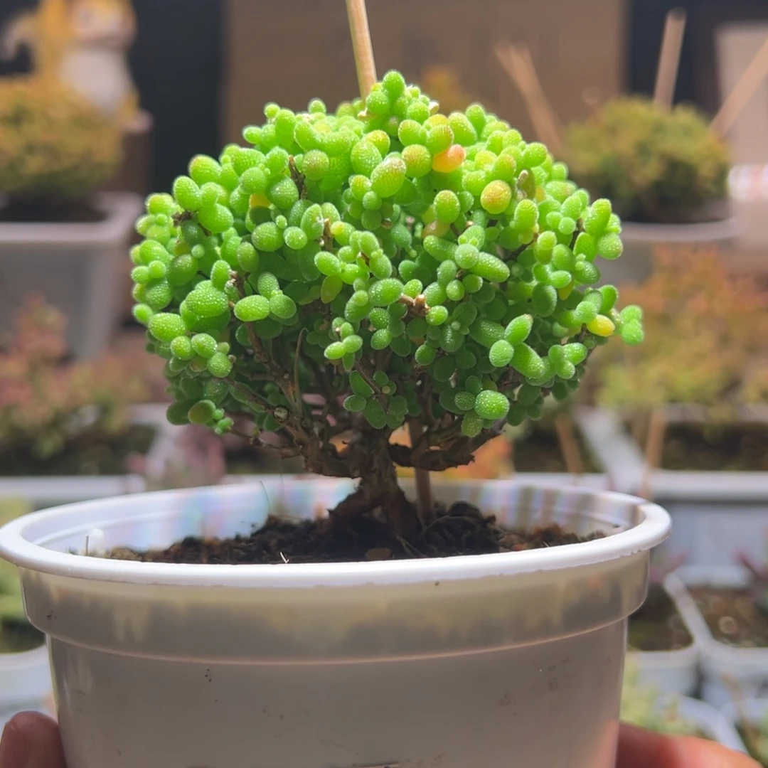 108金桔一物一拍包开箱