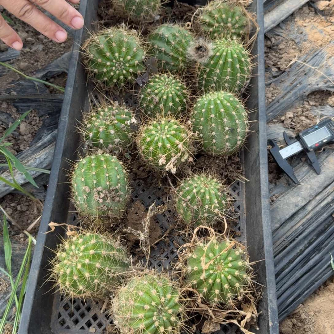 202毛花柱根脱土发货5公分左右斑，20包邮