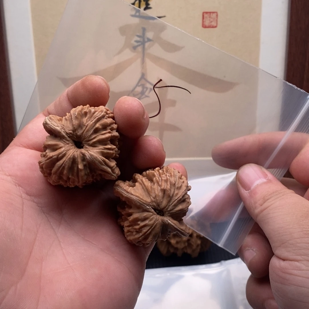 核桃哈哈哈哈哈哈哈哈哈