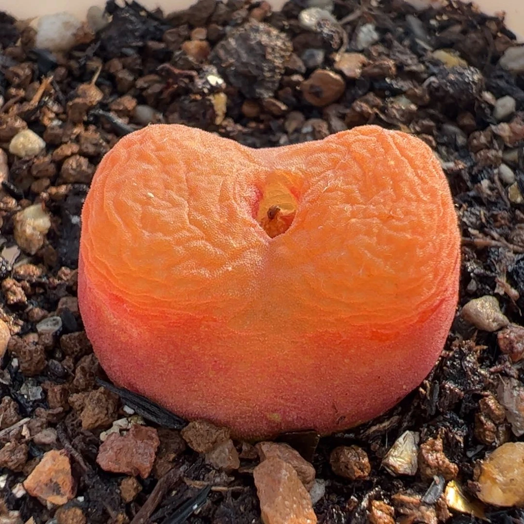 水蜜桃多肉植物百科