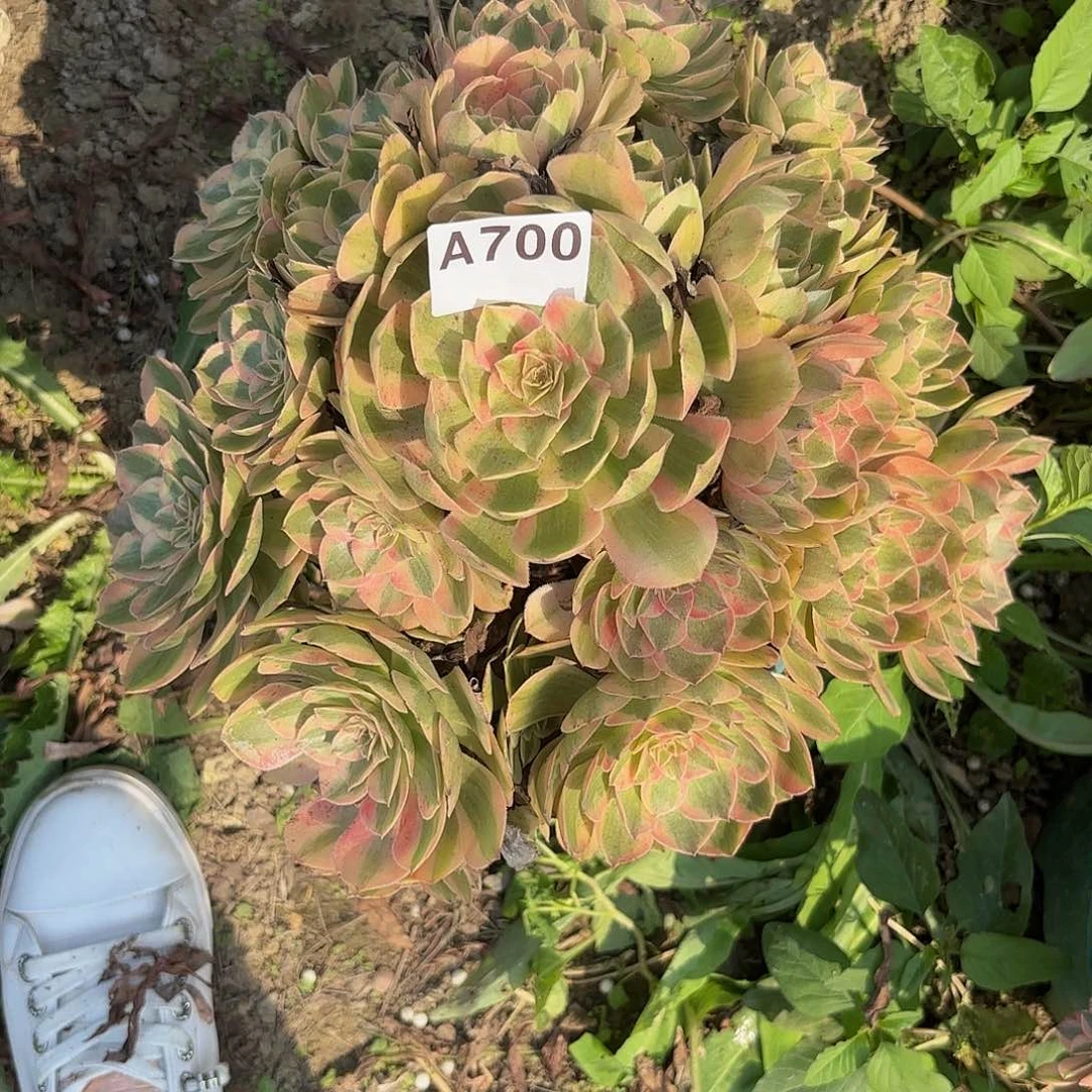 云荷700偏远不包邮