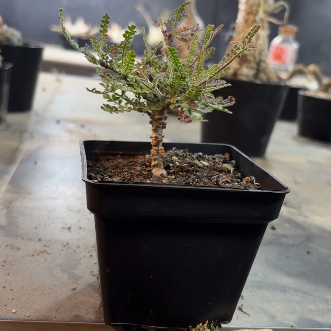 织冠漆树2666999999999