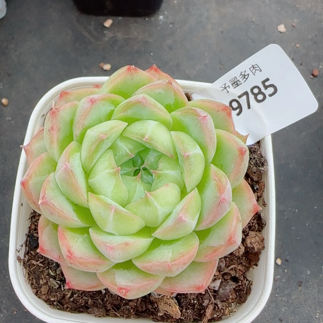 包子麦秆，9785多肉植物