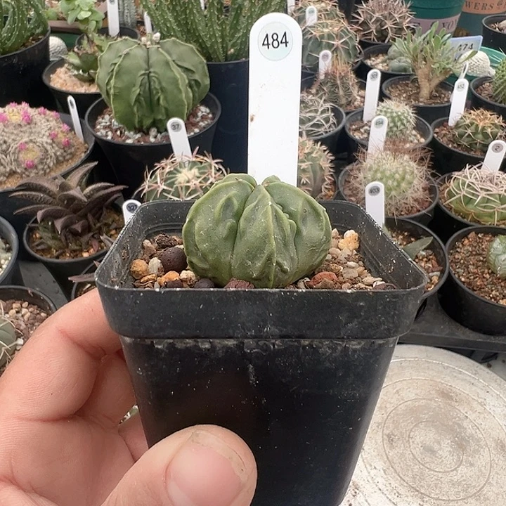 完全开放核桃带盆发