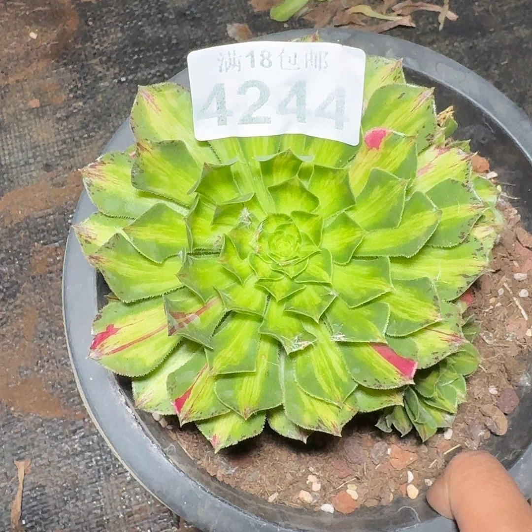 244 知否多肉法师植物