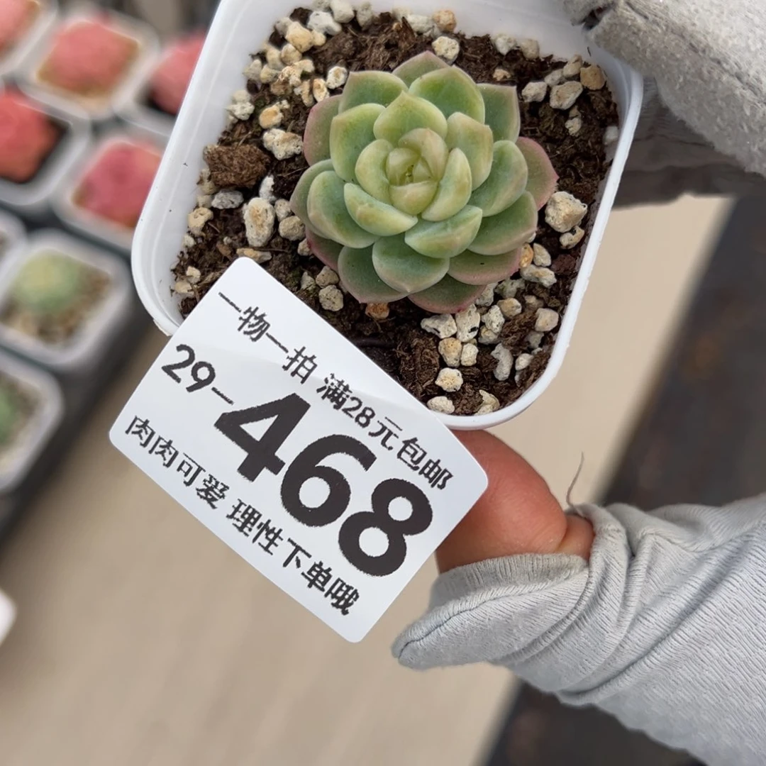 无尽灯多肉多肉多肉多肉