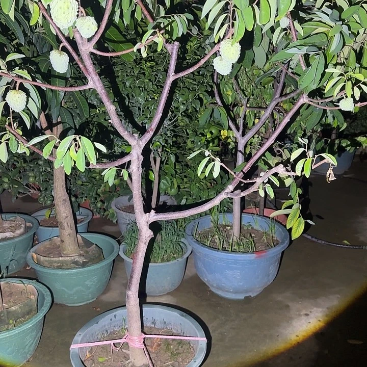 陈***兰无花朵果树111111111111