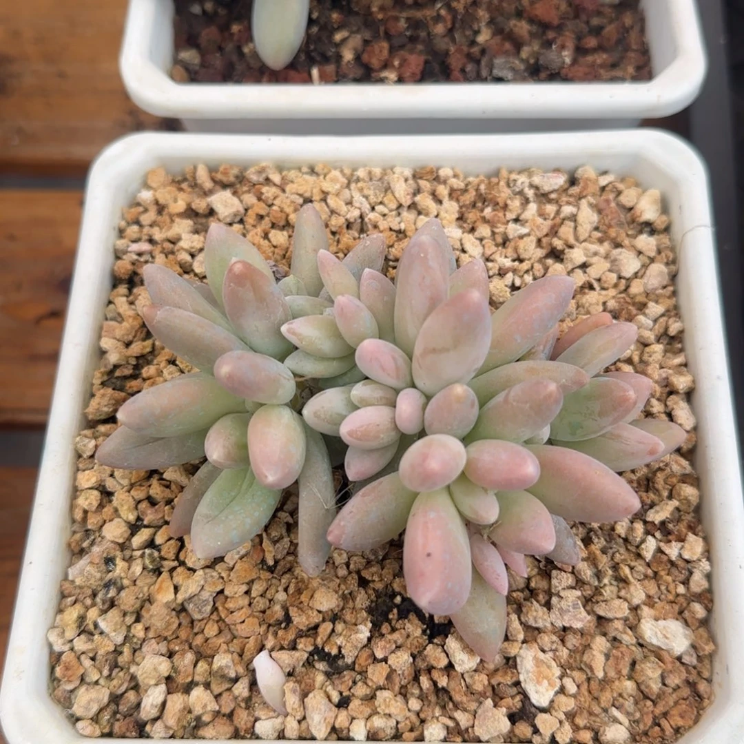 多肉植物一物一拍