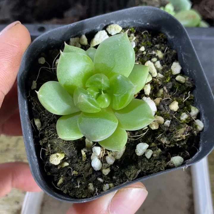 上盆皮埃拉珍妮一个