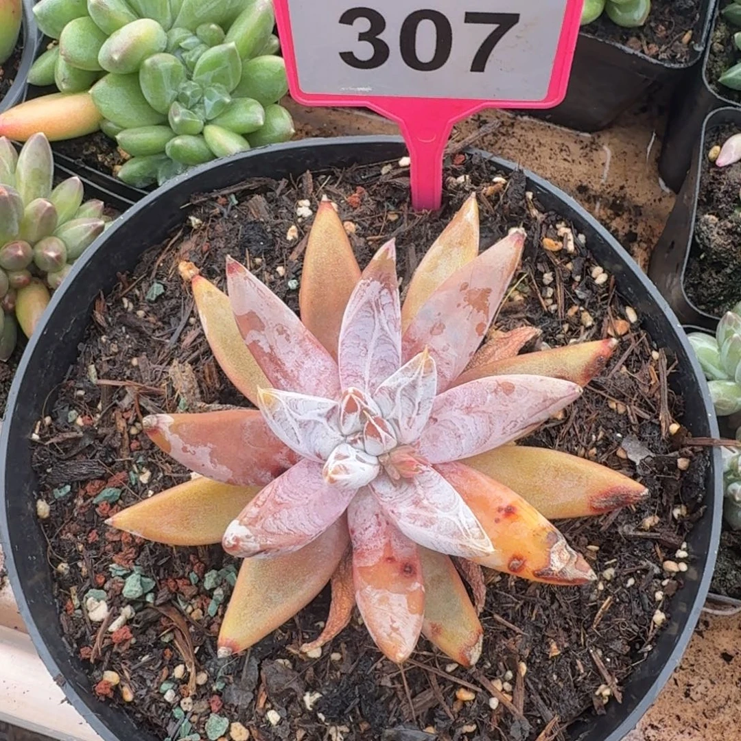 飘***摇多肉植物漂亮单头307