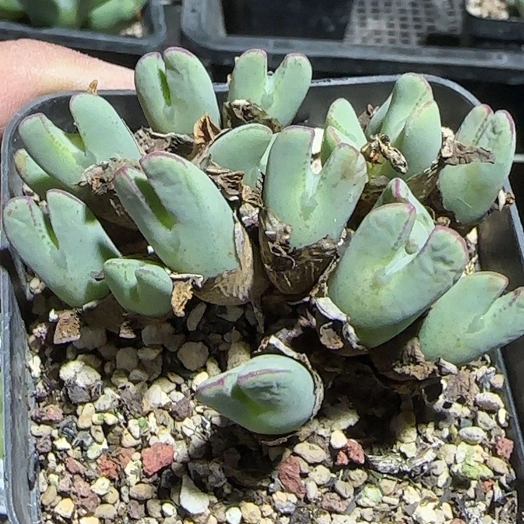 171号，少将肉锥，18包邮