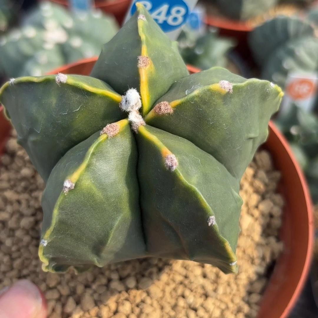 348实生黄体核桃鸾凤玉