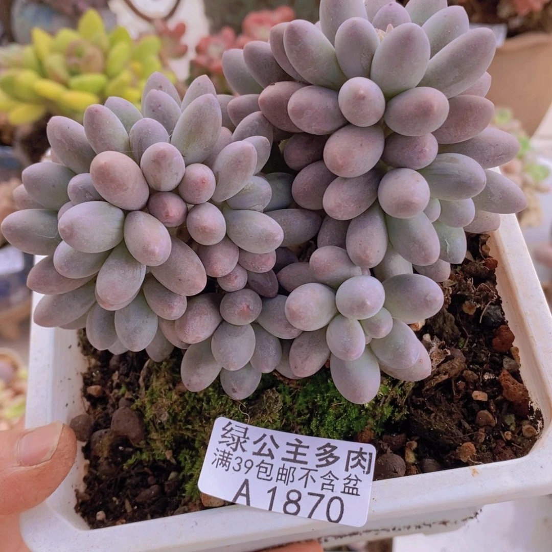 汤圆老桩12cm1870多肉植物