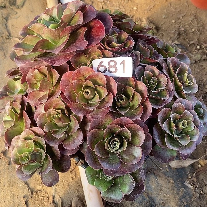 美金玫瑰681多肉不包断