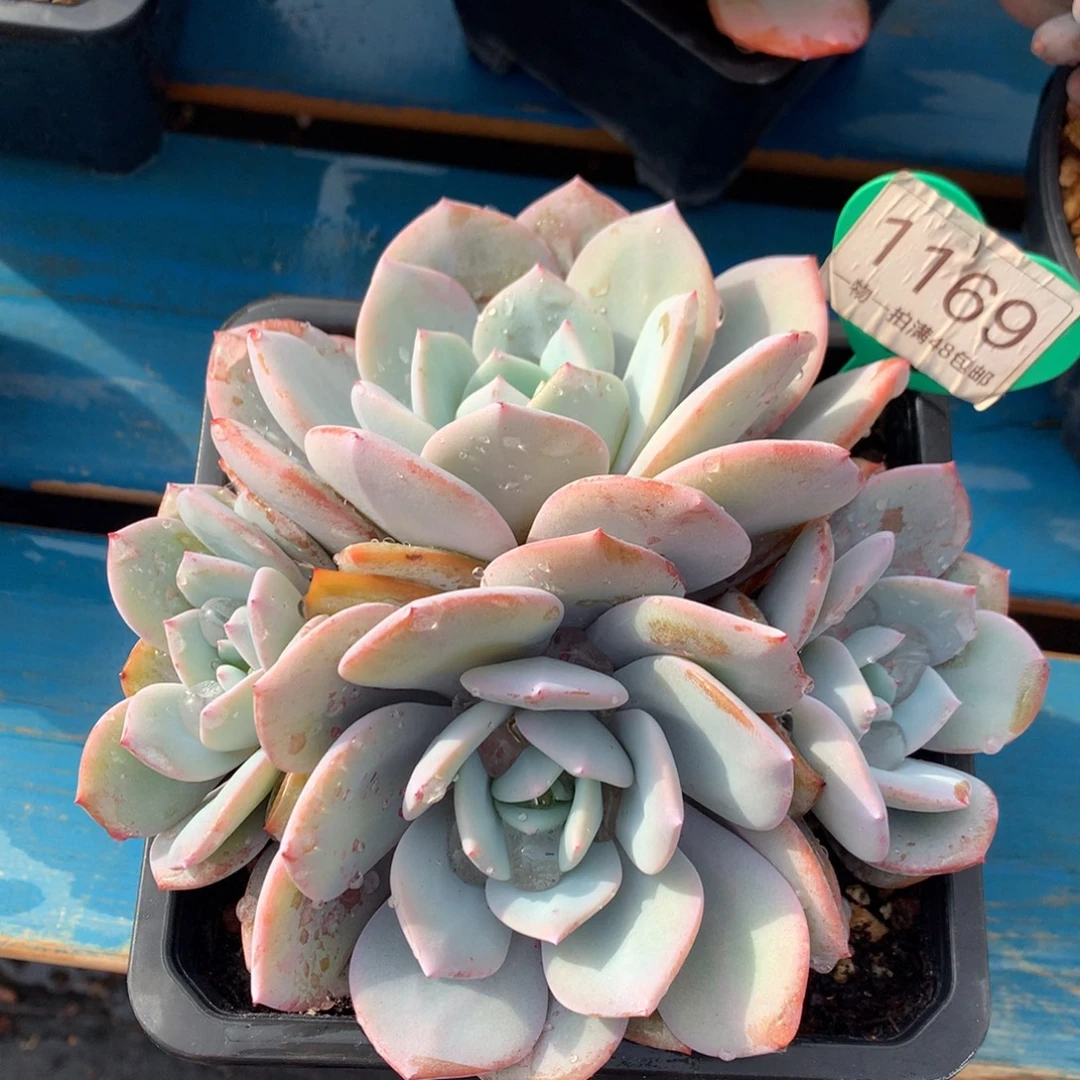 韩版奶茶无砍平头1169