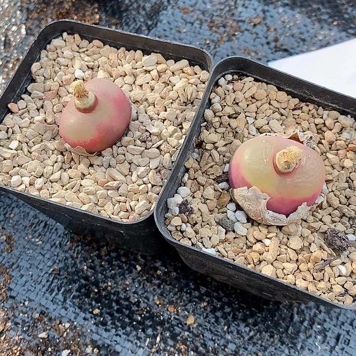 29306。 两颗荔枝窗。  带盆。