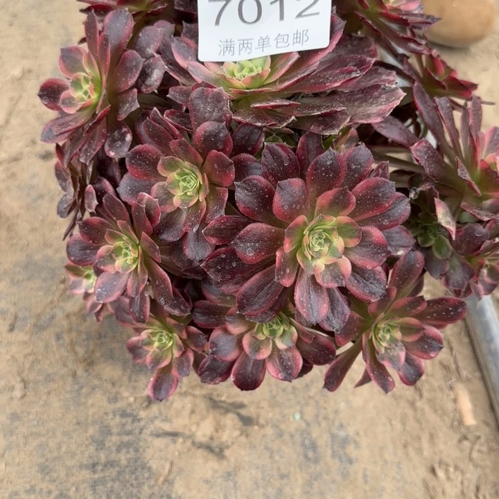 7012安娜多肉植物