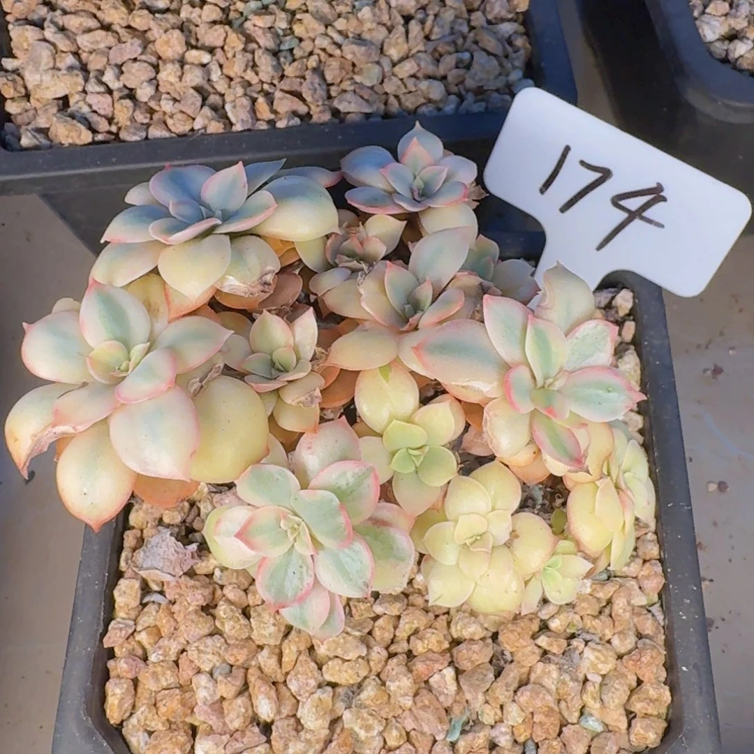多肉植物和植物等植物