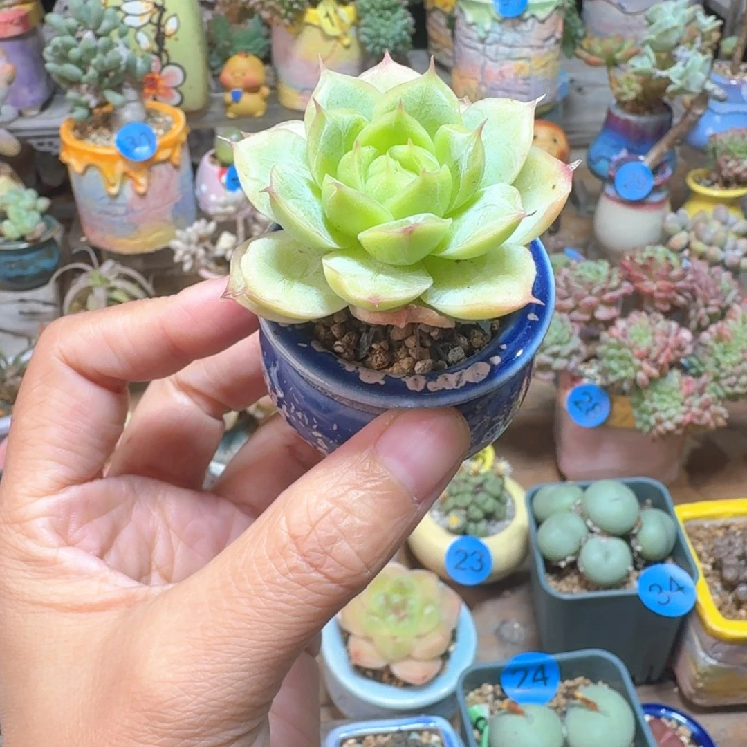 多肉含盆土30元包邮非偏远