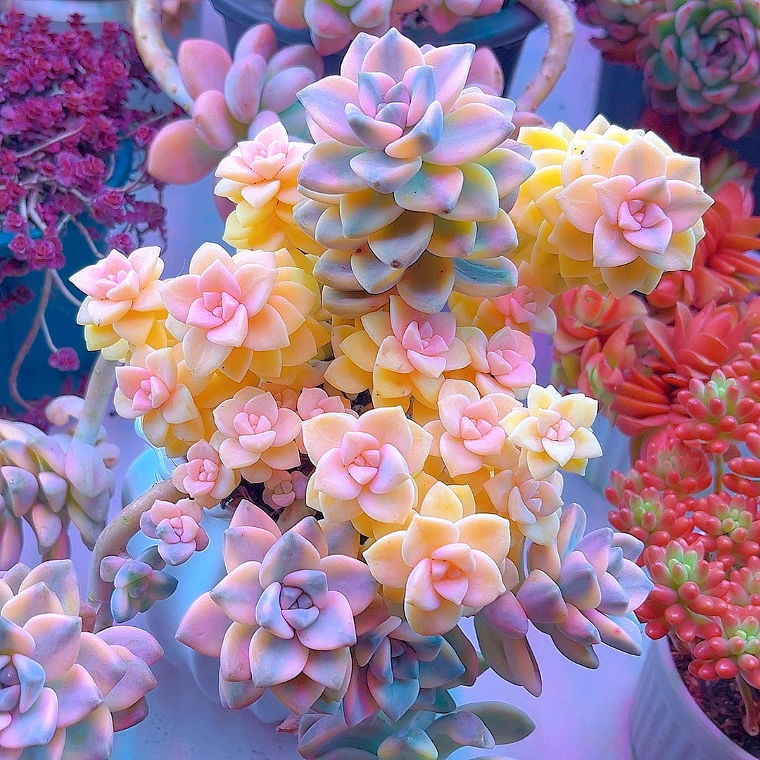 米淇家七彩美杏锦多肉植物脱土