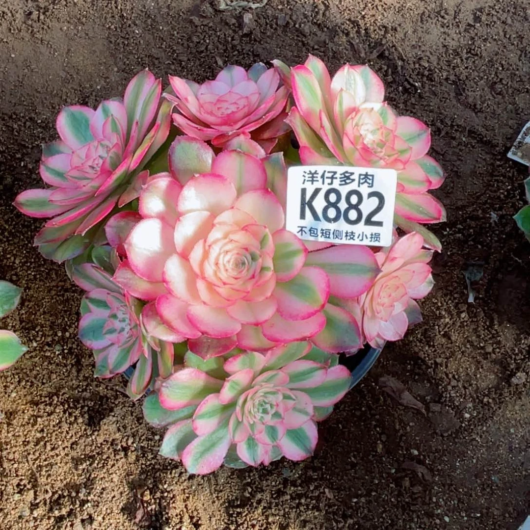 882荔枝 冠幅16左右