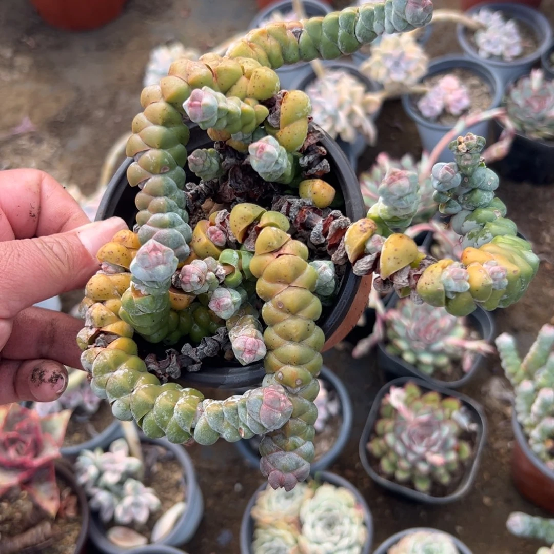 多肉植物多肉植物