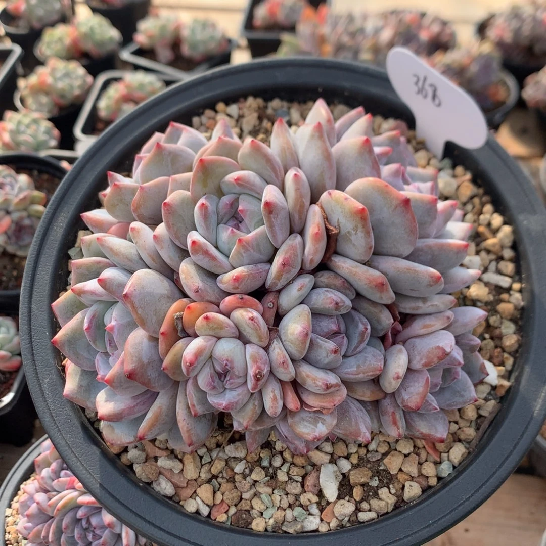 14.7厘米八头有砍紫皮石榴籽 潜力股 368