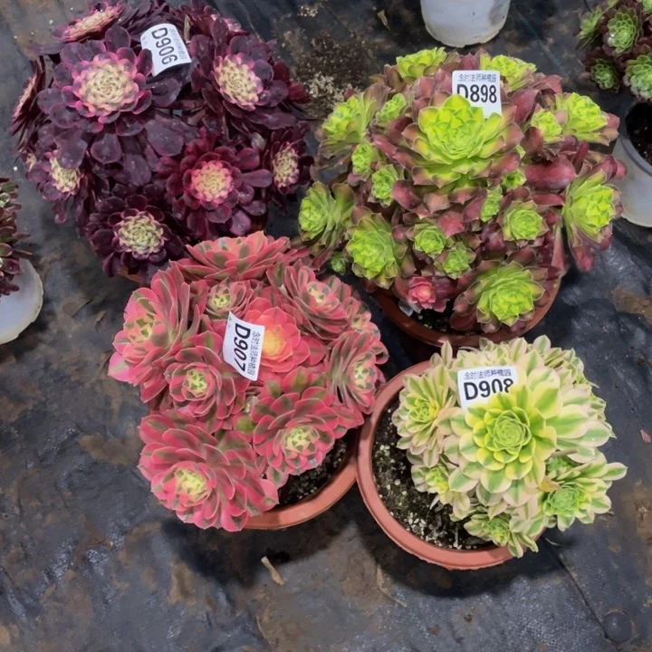 綠*906-907-898-908四颗等等发货