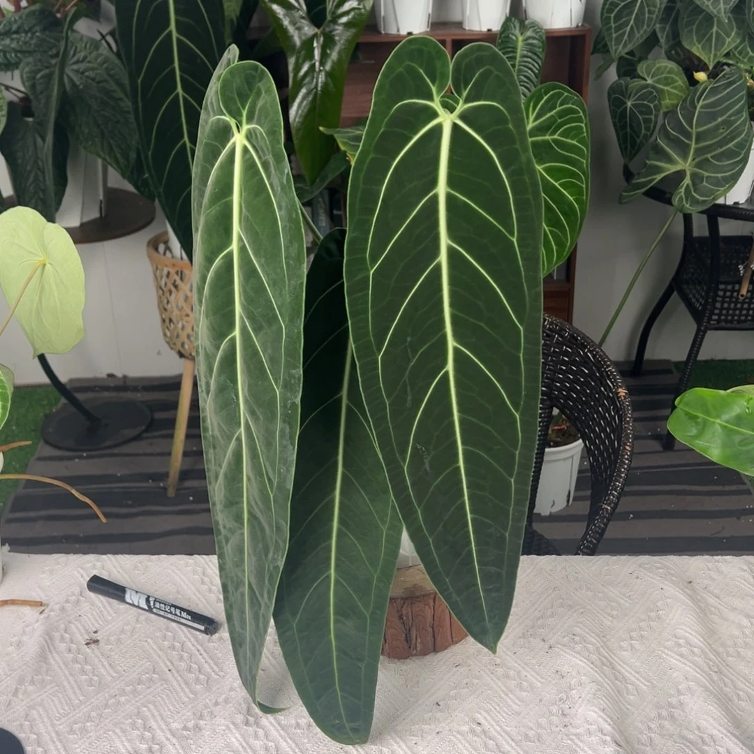 完全开放黑窄火鹤后