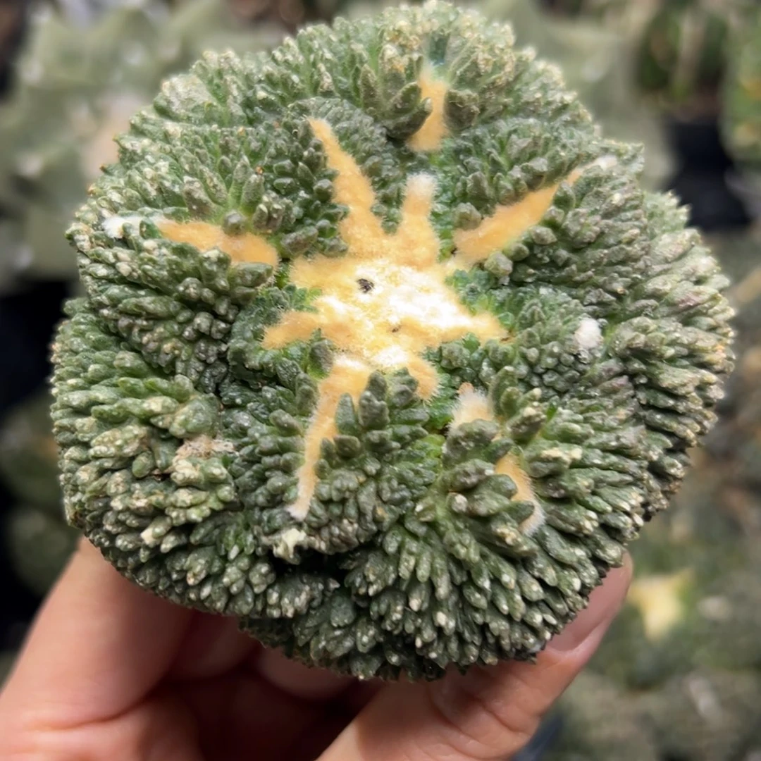 853 仙人球的比赛将于