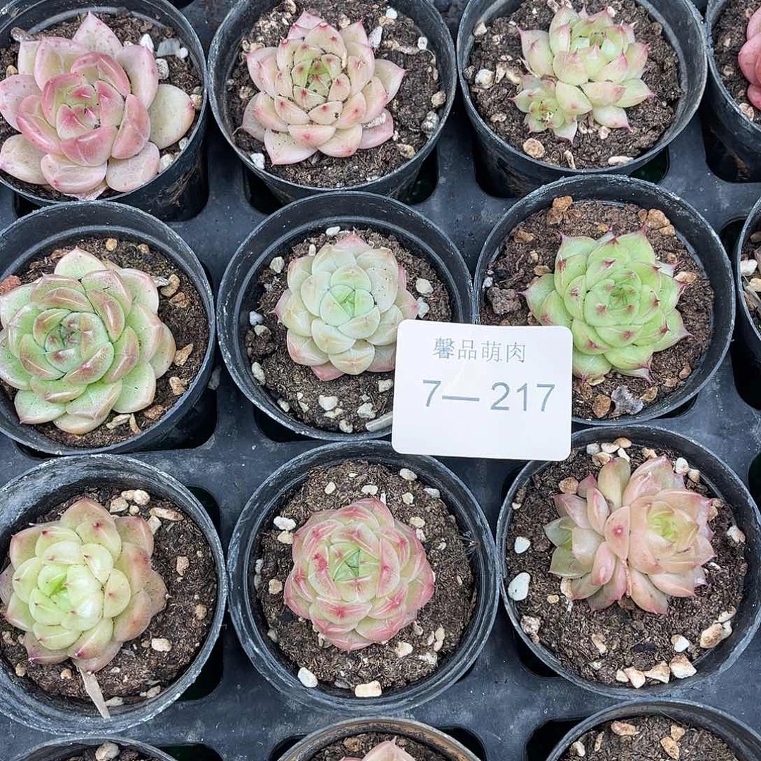 麦秆10颗量拍7-217