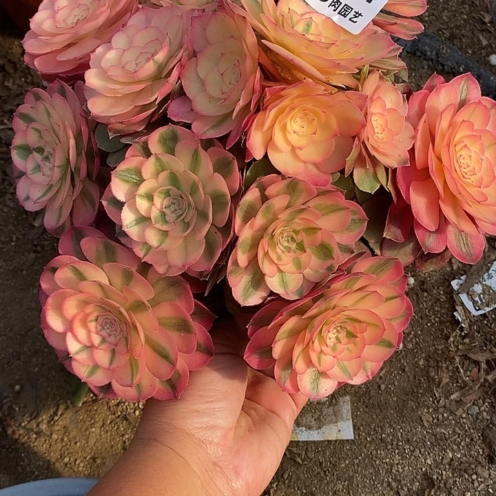 多肉植物荔枝261多肉