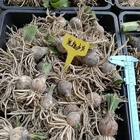 无花朵魔魅少女2-3发三个