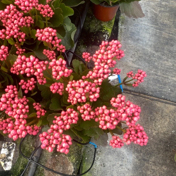 泰娜长寿室内盆栽